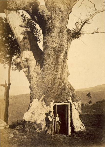 Two boys at the doorway of their treehouse, c.1870-80 (b/w photo)  from American Photographer