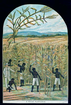 Cutting cane on a sugar plantation in America's Deep South (colour litho) from American School
