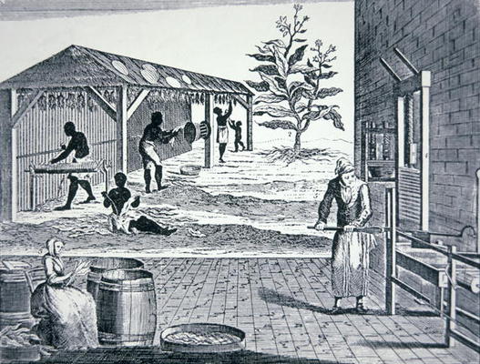 The cultivation of tobacco in Colonial America (engraving) from American School