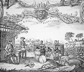 Black slaves working on a tobacco plantation (engraving)