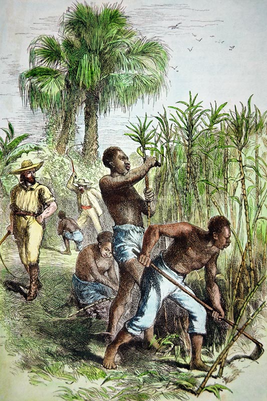Slaves working a sugar field, c.1860 (coloured engraving) from American School, (19th century)