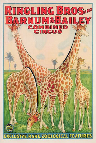 Poster advertising Ringling Bros and Barnum & Bailey Combined Circus from American School, (20th century)