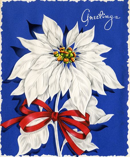 Vintage Illustration of Christmas Poinsettia from American School, (20th century)