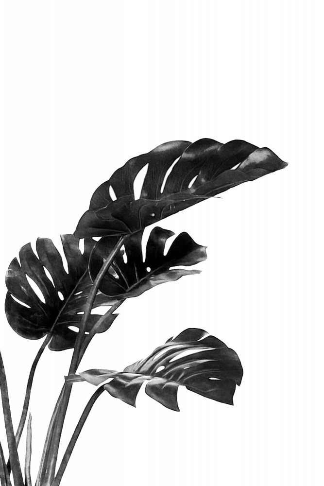 Monstera Black and White 03 from amini54