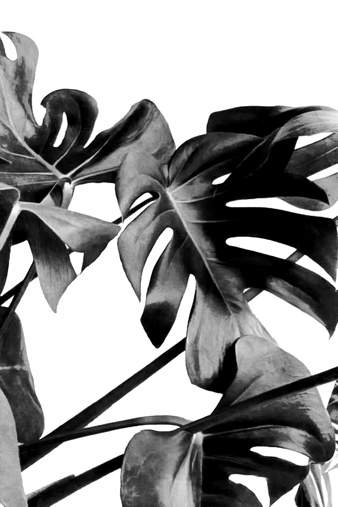Monstera Black and White 06 from amini54