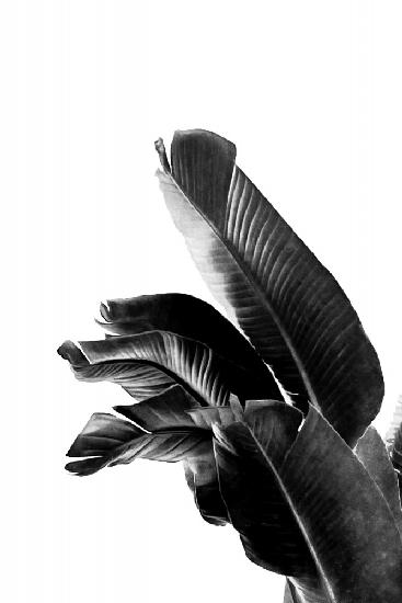 Bird of Paradise Plant Black and White 01
