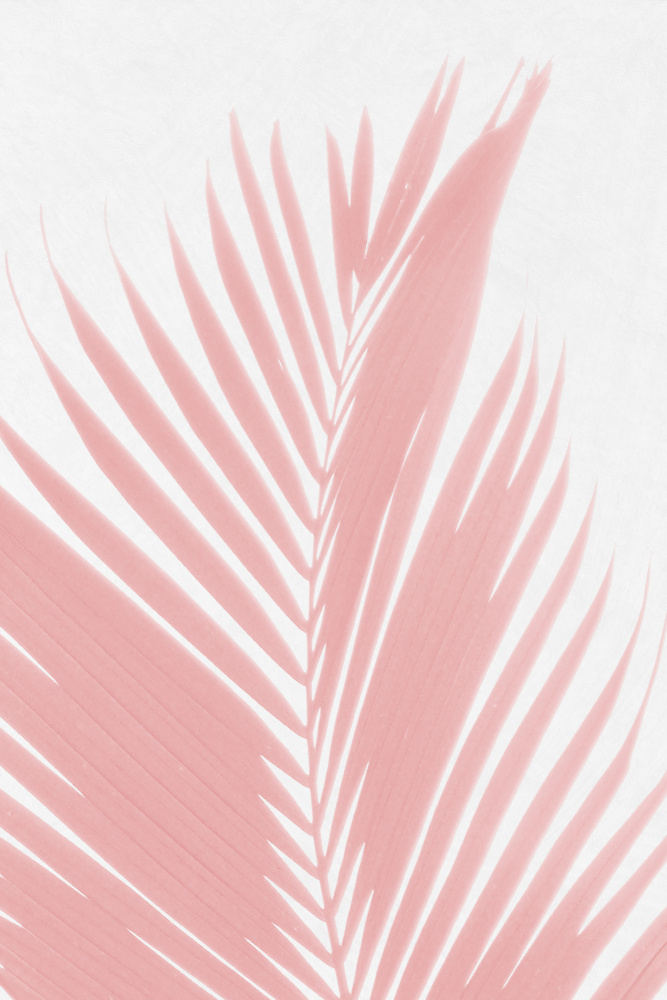 Pink Palm Leaves Silhouette from amini54