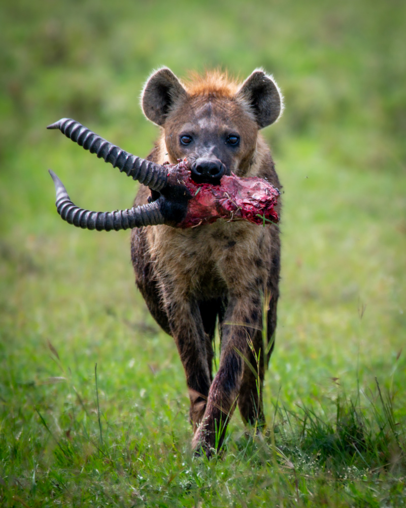 Heinous Hyena from Amro