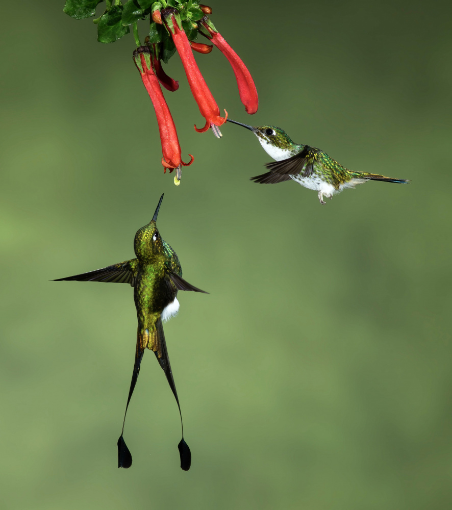 Booted Racket-tail Hummingbirds from Amy Marques