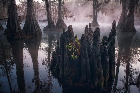CYPRESS SWAMPS