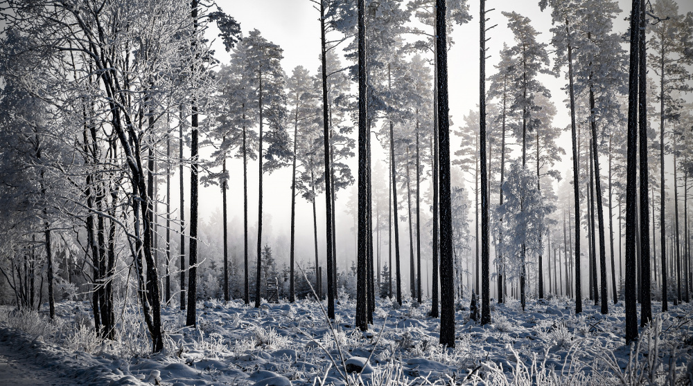Winter Pine Trees II from Anders Gunnarsson