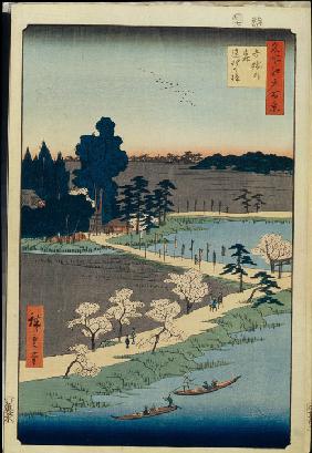 Azuma no mori Shrine and the Entwined Camphor (One Hundred Famous Views of Edo)