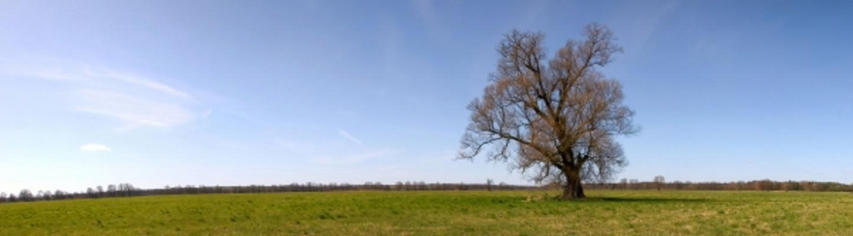 Der Baum from Andrea Kähler