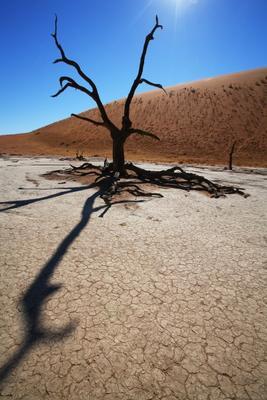 Baum im Deadvlei Namiba