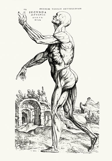 Musculature Structure of a Man (b/w neg & print) from Andreas Vesalius
