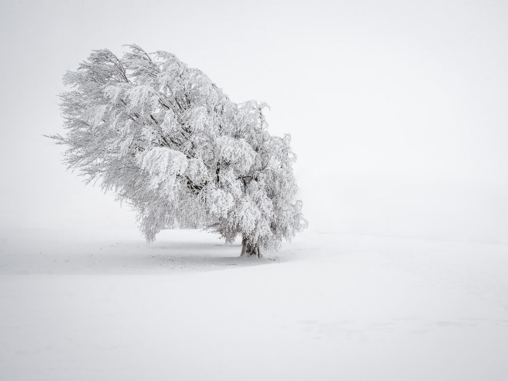 White from Andreas Wonisch