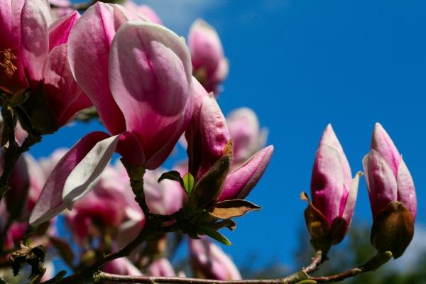 Magnolie from Andreas Zeilinger
