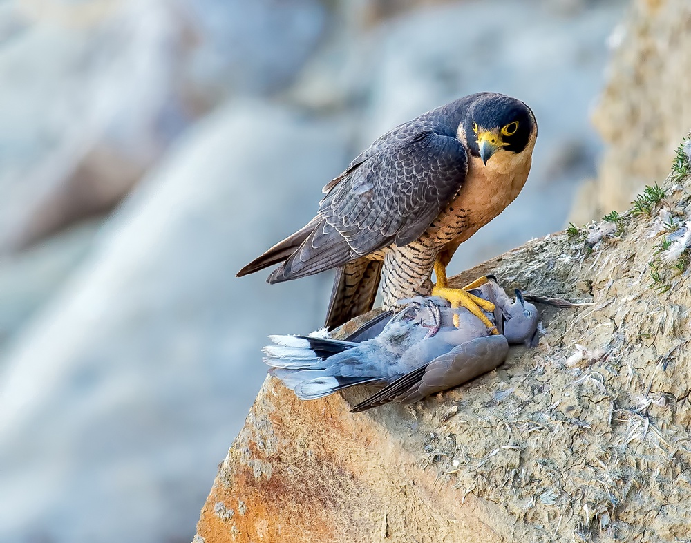 Falcon with prey. from Andrew J. Lee