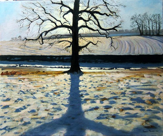 Tree and Shadow, Calke Abbey, Derbyshire from Andrew  Macara