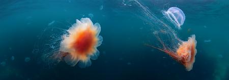 Jellyfish sea