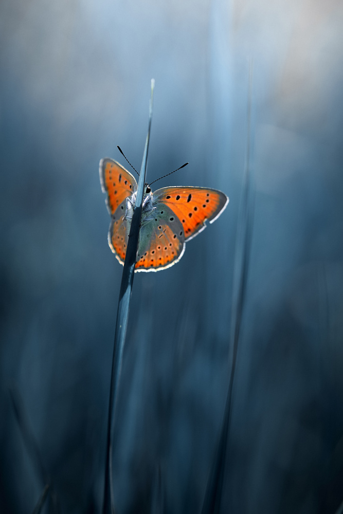 shy butterfly from Andrii Kazun