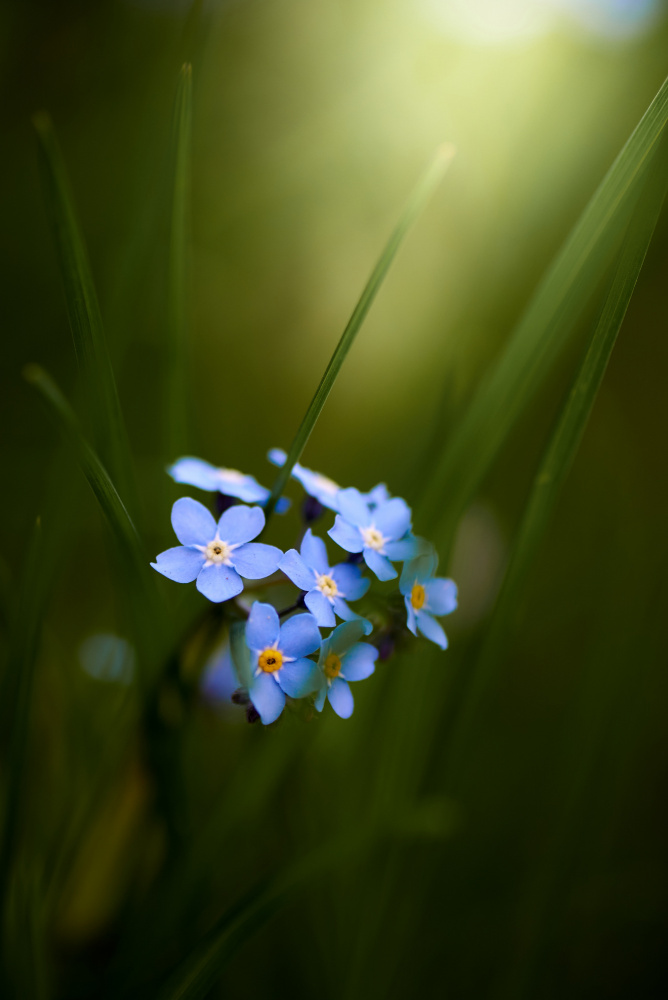 Forget-me-not from Andrii Kazun