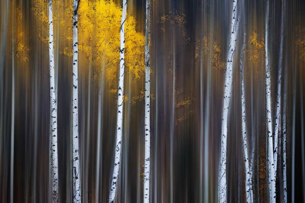 Curtain of Fall from Andy Hu