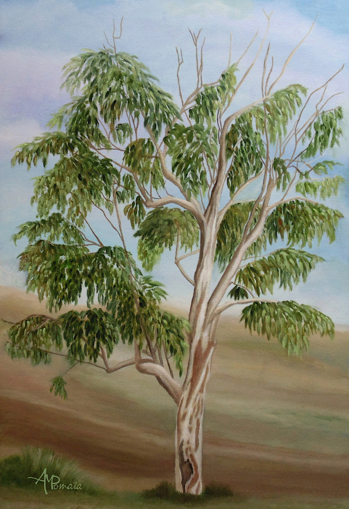 Eukalyptus from Angeles M. Pomata