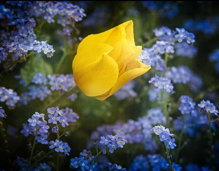 some flowers for Ukraine