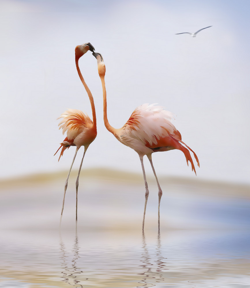 flamingo kiss from Anna Cseresnjes