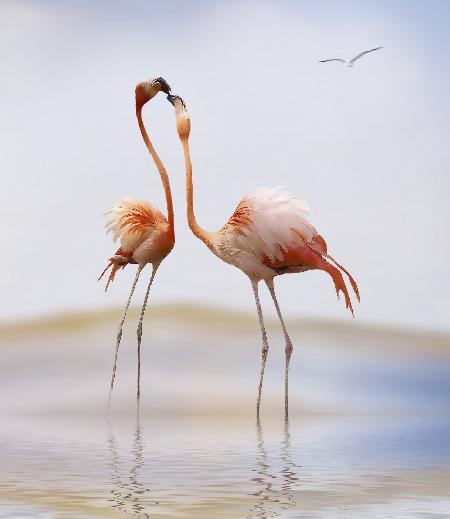 flamingo kiss
