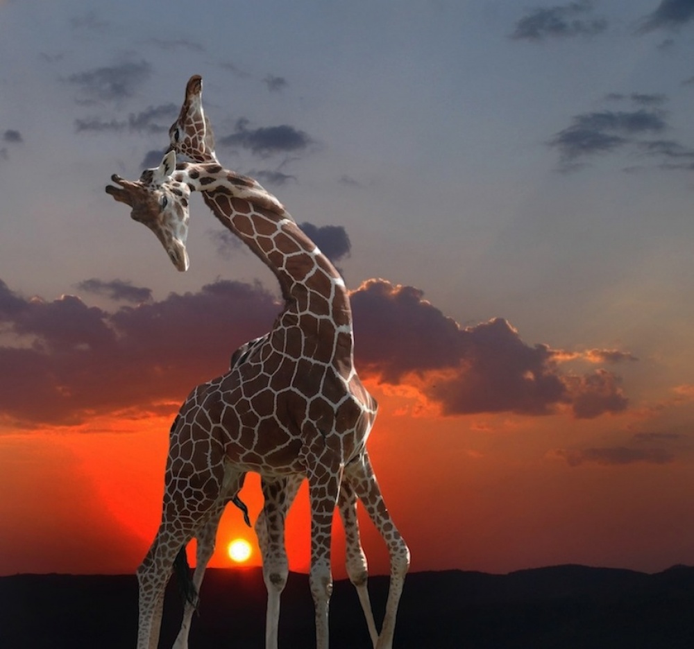 girafes at sunset from Anna Cseresnjes