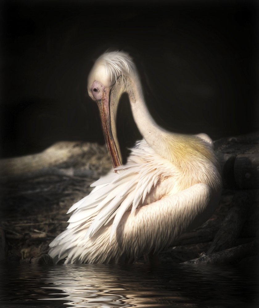 pelican from Anna Cseresnjes