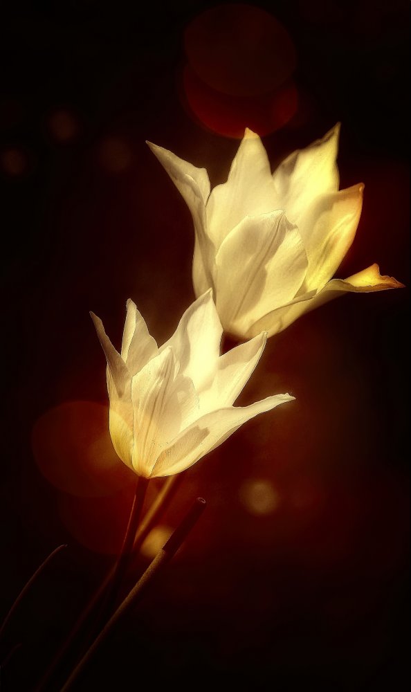 white tulips from Anna Cseresnjes
