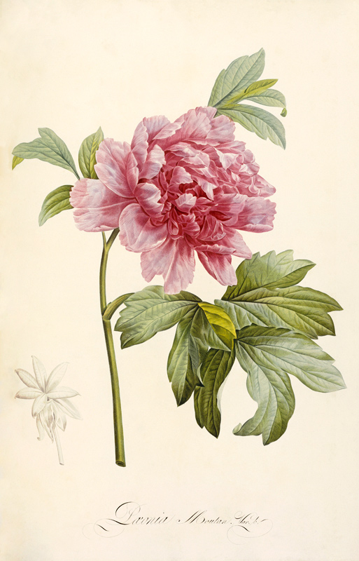 Hand Colored Engraving Of A Peony from Anna Maria Sibylla Merian