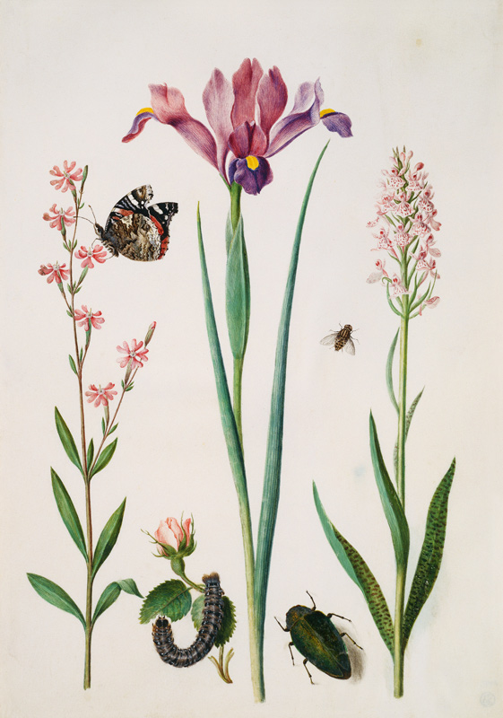 Catchfly with admiral, rose with fox moth, iris, hoverfly, jewel beetle and orchid from Anna Maria Sibylla Merian