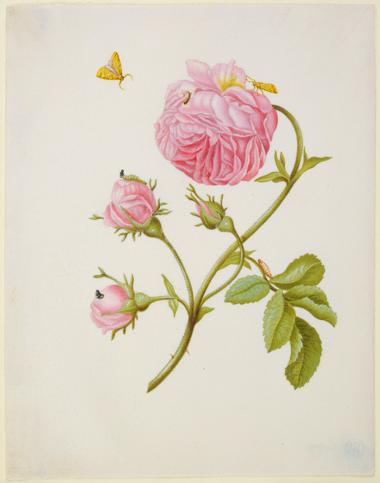 Rose with Metamorphosis of Leaf Roller and a Glued Beetle Larva from Anna Maria Sibylla Merian