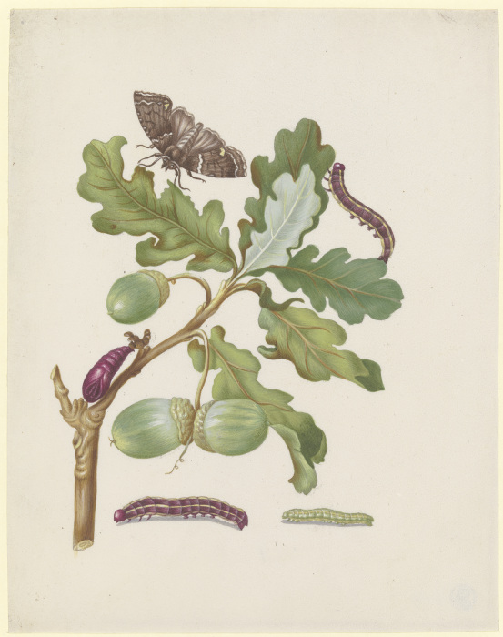 Oak branch with owlet moth, caterpillars and pupa from Anna Maria Sibylla Merian