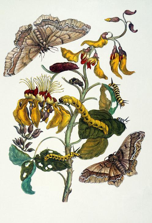 Korallenbaum und Seidenspinner (Erythrina glauca und Arsenura cassandra). from Anna Maria Sibylla Merian