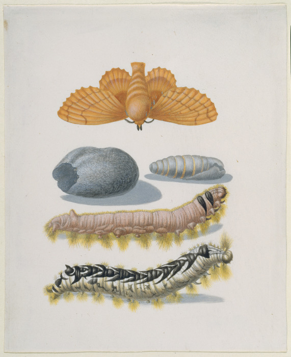 Metamorphosis of the Lappet from Anna Maria Sibylla Merian