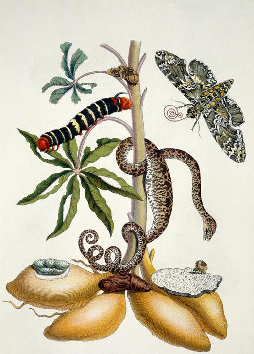 Maniok (Manihot utilissima) und Riesen-Pfeilschwanz (Nachtfalter) from Anna Maria Sibylla Merian
