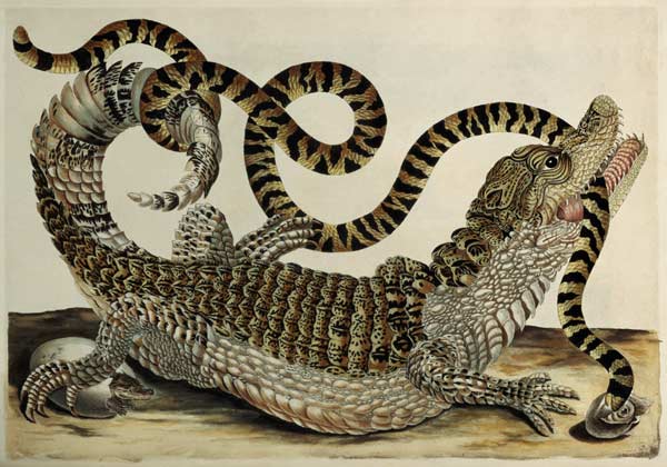 Alligator and Snake from Anna Maria Sibylla Merian