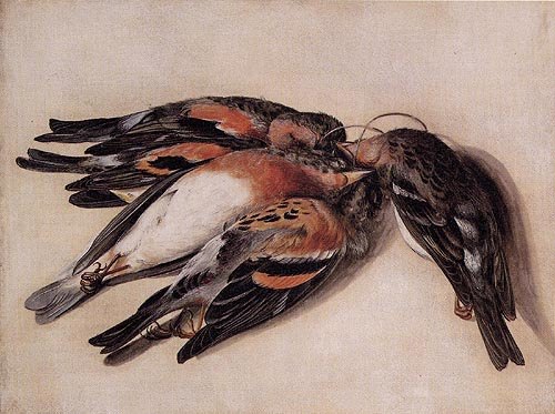 Four dead mountain finches from Anna Maria Sibylla Merian