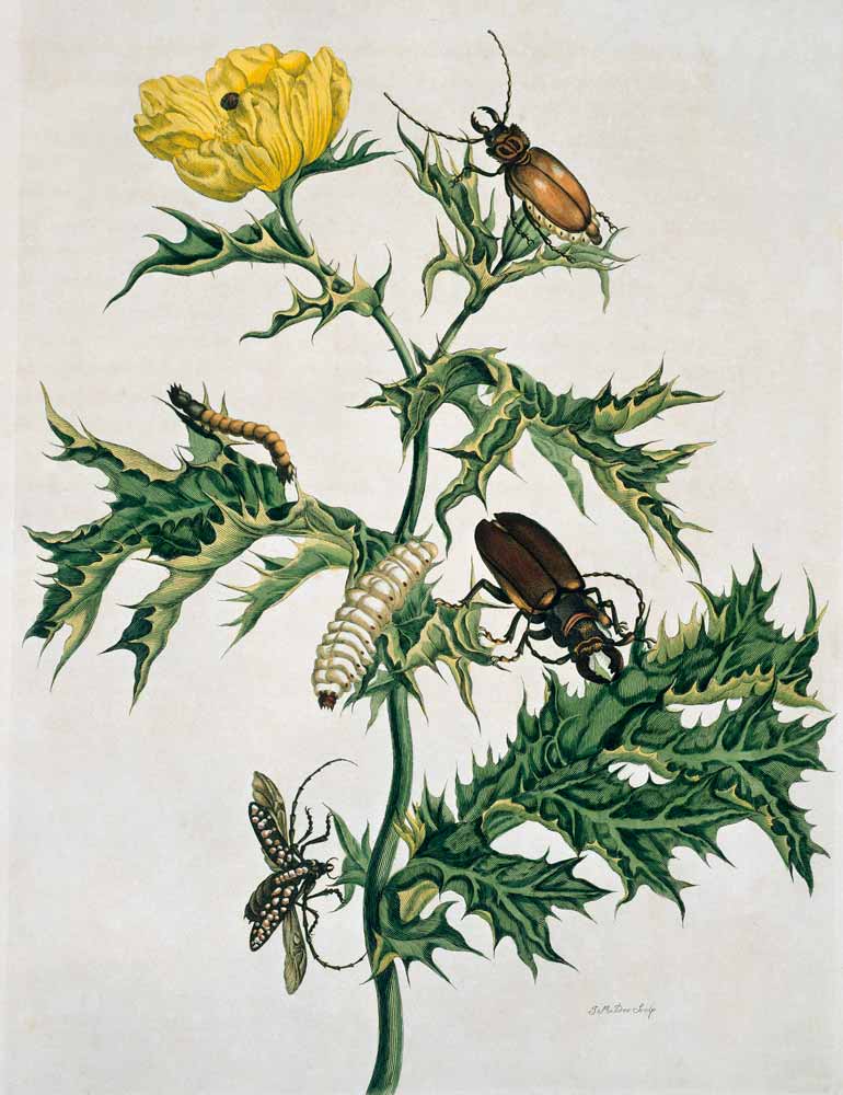 Zwei Käferarten, Illustration aus 'Metamorphosis Insectorum ...' from Anna Maria Sibylla Merian