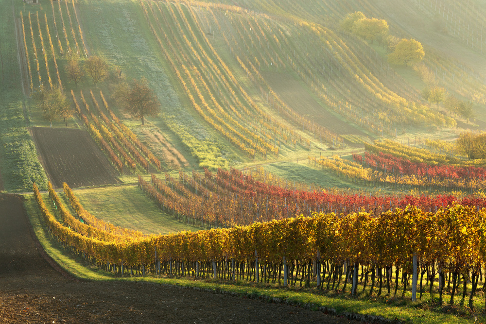 Autumn vineyards from Anna Pakutina