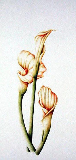 Arum Lily, 2001 (w/c on paper)  from Annabel  Barrett