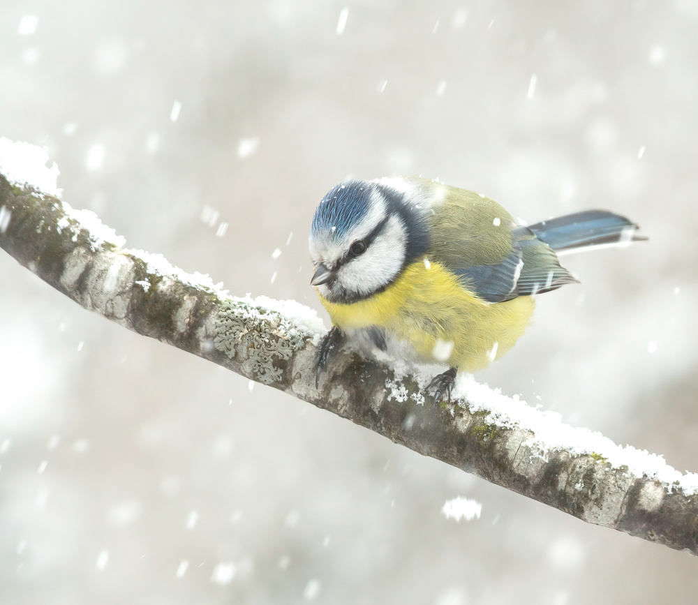 blue tit in a snowstorm from Annie Keizer
