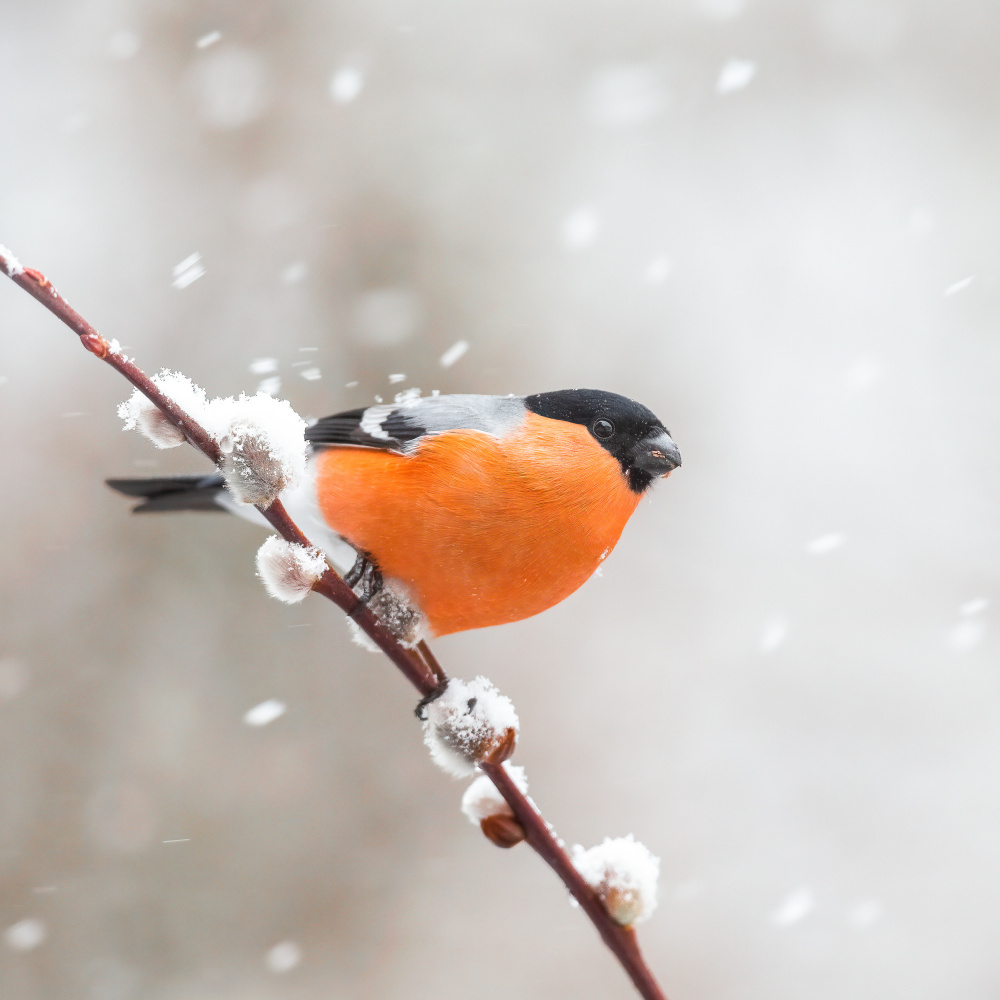 Bullfinch in a snowstorm. from Annie Keizer