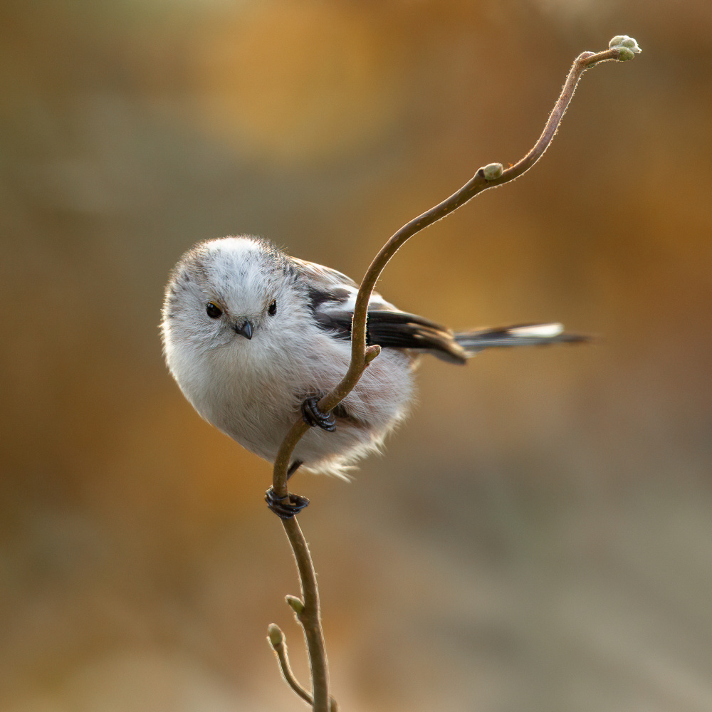 long - tailed tit. from Annie Keizer