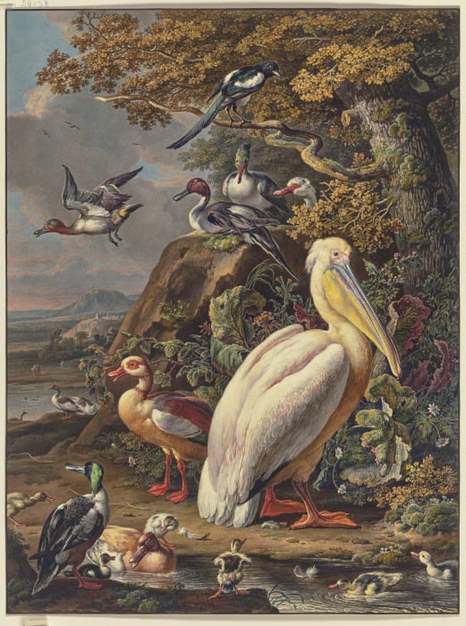 Ein Pelikan und eine Menge Wasservögel bei einer Eiche am Wasser, oben links fliegt eine Elster from Anonym